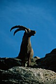 Alpine Ibex, Capra ibex, Capricorn, Alps, Europe