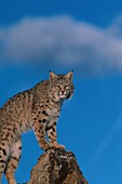 Rotluchs, Lynx rufus, Nordamerika, Amerika