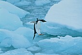 Adelie Penguin, Pygoscelis adeliae, Antarctica