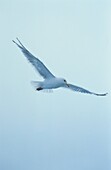 Thayer's Gull, Larus thayeri, Canadian Arctic