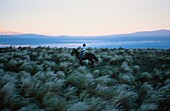 Rider in the steppe