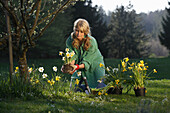 Yougn woman planting narcissus, Brannenburg, Upper Bavaria, Bavaria, Germany