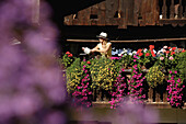 Junge Frau gießt Balkonblumen, Brannenburg, Oberbayern, Bayern, Deutschland