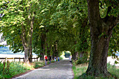 Allee bei Lancken-Granitz, Rügen, Ostsee, Mecklenburg-Vorpommern, Deutschland