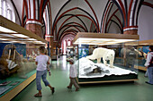Deutsches Meeresmuseum im Katharinenkloster, Stralsund, Ostsee, Mecklenburg-Vorpommern, Deutschland