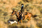 cowboy riding, Oregon, USA
