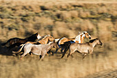 Pferde im Wilden Westen galoppieren, Oregon, USA