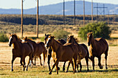 horses in wildwest, Oregon, USA