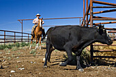 Cowboy treibt Rind, Oregon, USA