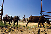 cowgirl and cowboy with cattle, Oregon, USA