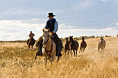 Cowboys with horses, Oregon, USA