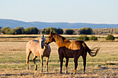Pferde, Oregon, USA
