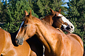 Pferde im Wilden Westen, Oregon, USA