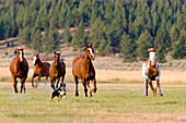 Pferde im Wilden Westen galoppieren, Oregon, USA