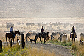 Cowboys treiben Rindern zusammen, Oregon, USA