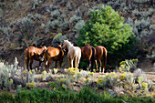 horses in wildwest Oregon, USA