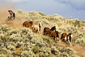 Cowboy treibt Pferde, Wilder Westen, Oregon, USA