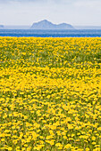 A meadow full of Taraxacum or Dandelion flowers, Hadselsund, Austvagoya Island, Lofoten, Norway