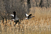 two geese flying, lake Chiemsee, Chiemgau, Upper Bavaria, Bavaria, Germany