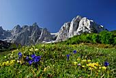 Enzian blüht auf Bergwiese, Wilder Kaiser im Hintergrund, Kaisergebirge, Tirol, Österreich