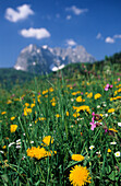 Meadow with dandelions, Wilder Kaiser range in background, Kaiser range, Tyrol, Austria