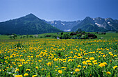 Blick über Löwenzahnwiese auf Zahmen Kaiser, Walchsee, Tirol, Österreich