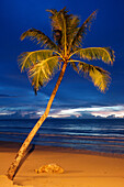 Palm tree on the beach in Khao Lak, Kao Lak , sunset, Thailand, Asien