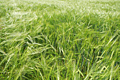 Field of barley, , Carinthia, Austria