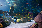 Girl admiring fishes in Atlantis Aquarium Attraction, Legoland, Billund, Central Jutland, Denmark