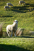 Schaf auf Schafweide, Farmland bei Puponga, nahe Golden Bay, an Nordküste der Südinsel, Neuseeland