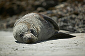 New Zealand Fur Seal, Wharariki Beach, low tide, near Puponga, northwestern coast of South Island, New Zealand