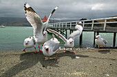 Möwen am Pier, Akaroa, Bank's Peninsula östl. von Christchurch, Ostküste, Südinsel, Neuseeland