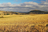 Stoppelfelder mit Dorf im Hintergrund, Ibrillos, bei Belorado, Kastilien-Leon, Spanien