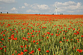 red poppies amongst grain field, wind turbines on horizon, northern Germany, Europe