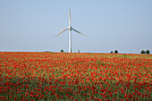 red poppies in grain field, wind turbines on horizon, northern Germany, Europe