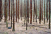 German conifer forest, Eifel, Germany