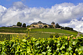 Vines, vineyards and Castle Johannisberg, Rheingau, Hesse, Germany