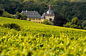 Vineyard near Vollrads Castle, Oestrich-Winkel, Rheingau, Hesse, Germany