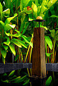 Table decoration and plants at the pool bar at Hotel Manatai, Had Surin, Phuket, Thailand