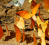 Close up of butterflies, Khao Sok National Park, Surat Thani, Thailand
