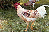 Rooster on grassland, Farmhouse, Gutach Valley, Black Forest