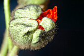 Close up of a Poppy Seed