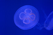 Jellyfish, Underwater World Aquarium, Sentosa Island, Singapur