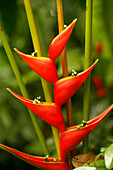 Fort Caning Park, Singapur