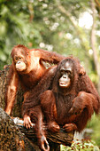 Orangutans, Singapore Zoo, Singapur