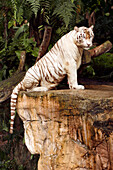 Seltener weißer Tiger, Singapore Zoo, Singapur