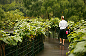 Frau im Botanischen Garten, Orchard Road, Singapur