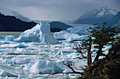Grey Gletscher, Nationalpark Torres del Paine, Anden, Patagonien, Chile