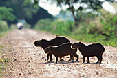 Drei Wasserschweine, Capybara, Transpantaneira, Pantanal, Brasilien
