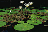 Water Lilies, Las Isletas, Archipel near Granada, Lake Nicaragua, Nicaragua, Central America